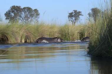 Nehrin yansımasıyla sudaki güzel bir at görüntüsü.