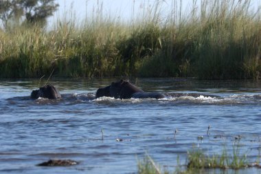 suda yüzen su aygırı