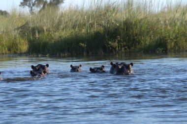 Su aygırı nehir suyunda.