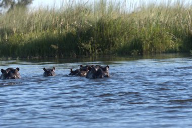 Bir grup vahşi su aygırı nehirde.