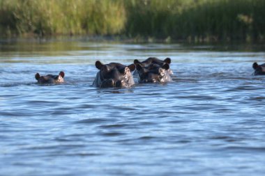 Su aygırı nehir suyunda.