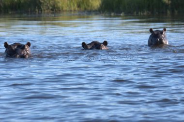 Nehirdeki suda su aygırı.
