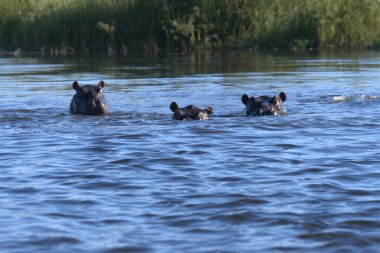 Sudaki su aygırları