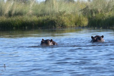 su vahşi su aygırı