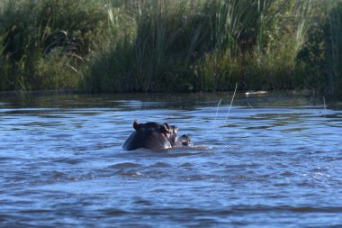 Gölette yüzen vahşi su aygırı