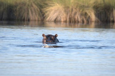 Köpek suda yüzüyor.