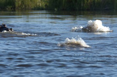 Suda yüzen bir köpek