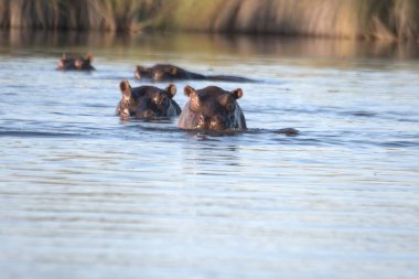 içinde Afrika savana vahşi su aygırı