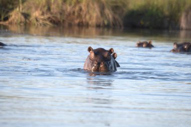 Nehirde yüzen bir su aygırı.