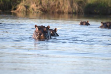 Nehirde yabani güveç