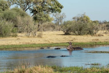 Nehirdeki güzel bir fil görüntüsü.