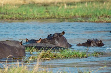 Büyük bir su aygırı grubu, hipopotam, su aygırı, bius, amfibi, suda, savanda,