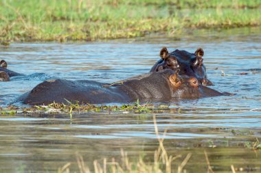 Kenya, nehir suyunda su aygırı.