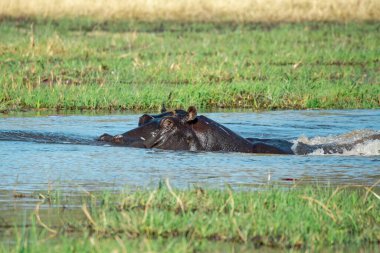 Sudaki hipocerus. Su aygırı amfibik sularda, bius nehrinde, nehrin sularında.