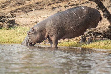 Suaygırı suda dinleniyor.