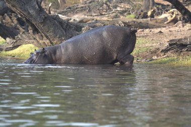 Su aygırları, suda amfibiler, nehirde...