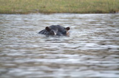 Suda siyah bir su aygırı var.