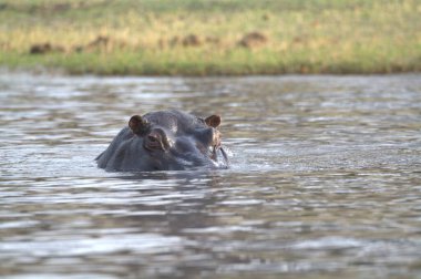 Sudaki su aygırının yakın çekim görüntüsü.