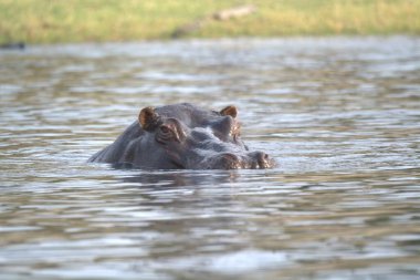 Suda bir su aygırı. yüksek kaliteli fotoğraf