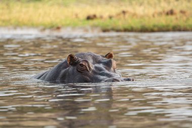nehirde bir su aygırı