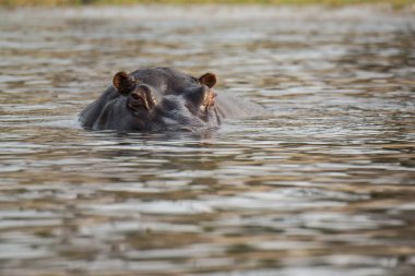 Sudaki su aygırları.