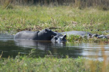 Sudaki su aygırları