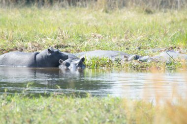 Vahşi doğada bir su aygırı