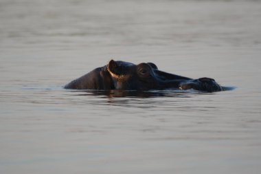 Güney Afrika 'daki Kruger Parkı' nda su aygırları.