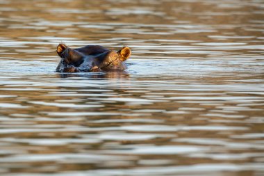 Sudaki su aygırı, suaygırı amfibi, doğada, Kruger, Güney Afrika 'daki nehirde.
