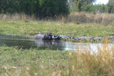 Parktaki nehrin güzel bir görüntüsü.