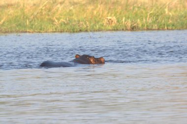 Suda bir su aygırı.
