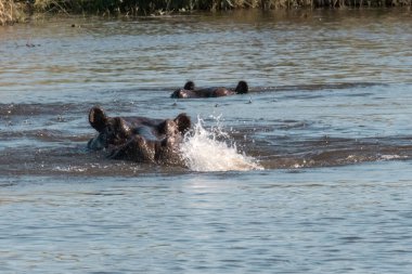 Sudaki su aygırları