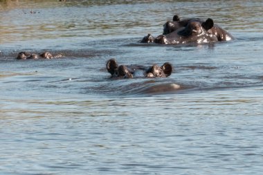Afrika fili Kruger Ulusal Parkı, Güney Afrika,