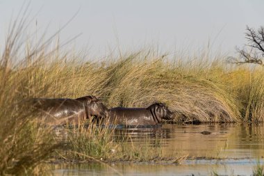 Bozkırdaki bozkırda atlar