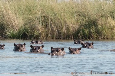 Nehirdeki suaygırı