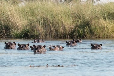 Sudaki bir grup su aygırı.