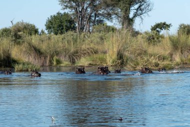 Botswana bozkırında Afrika vahşi atları