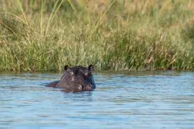 Afrika fili Kruger Ulusal Parkı, Güney Afrika