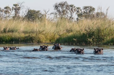 Güney Afrika 'daki Kruger Milli Parkı' ndaki su nehrindeki Afrika fili Viidae familyasından Specie South Africa Specie.