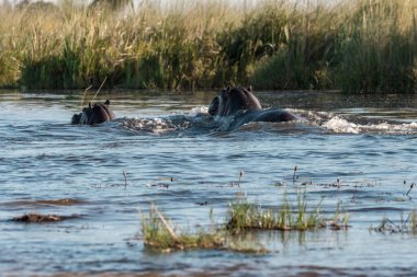Nehrin sularında su aygırları.