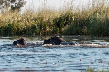 Nehirdeki su aygırları
