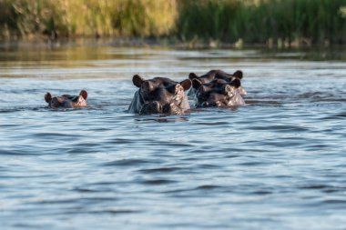 Su aygırı nehirde su içiyor.