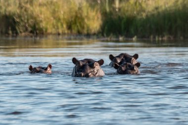 Nehirdeki su aygırı. Güney Afrika