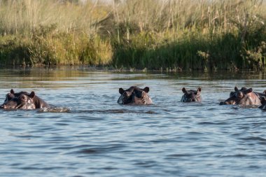 Nehirde vahşi patatesler.