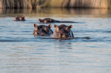 Suaygırı suda yüzüyor. Güney Afrika, Kruger Ulusal Parkı