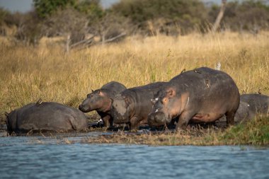 Afrika fili ailesi suda.