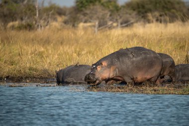 Kruger Ulusal Parkı, Kruger 'da Afrika Bufalosu