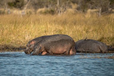 Nehrin sularında vahşi su aygırları.