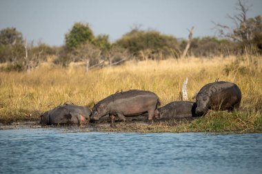 Nehirdeki vahşi su aygırı, Afrika Afrika.