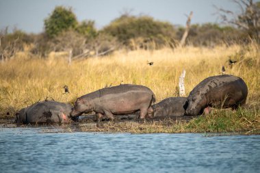 içinde Afrika savana vahşi su aygırı.